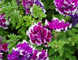 Purple Petunia, Double Petunia
All-America Selections
Downers Grove, IL