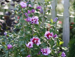 Purple Pillar Rose Of Sharon, Rose Of Sharon, Hibiscus Syriacus
Proven Winners
Sycamore, IL