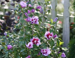 Purple Pillar Rose Of Sharon, Rose Of Sharon, Hibiscus Syriacus
Proven Winners
Sycamore, IL
