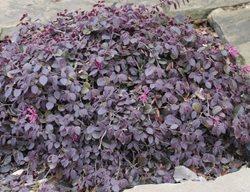 Purple Pixie Loropetalum, Loropetalum Chinense, Purple Foliage
Millette Photomedia
