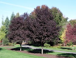 Purple Plum, Ornamental Plum
Alamy Stock Photo
Brooklyn, NY