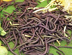 Purple Queen Beans, Snap Bush Bean
Shutterstock.com
New York, NY