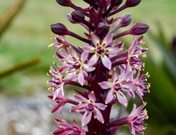 Purple Rain Eucomis Flower
Proven Winners
Sycamore, IL