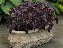 Purple Ruffles Basil, Purple Leaves, Herb
Ball Horticultural Company
Chicago, IL