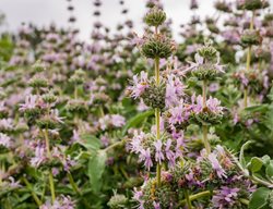 Purple Sage, Salvia Leucophylla
Shutterstock.com
New York, NY