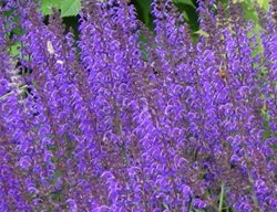Purple Salvia, Salvia Nemorosa May Night 
Plant Paradise Country Gardens
Caledon, ON