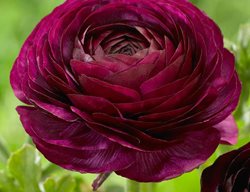 Purple Sensation, Ranunculus Flower
Longfield Gardens
