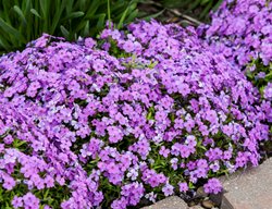 Purple Sprite Phlox, Phlox Hybrid
Proven Winners
Sycamore, IL