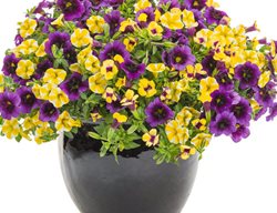 Purple Yellow Flower Container, Complementary Colors
Proven Winners
Sycamore, IL
