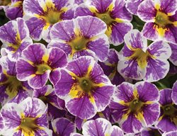 Purple Yellow Flower, Superbells Holy Smokes
Proven Winners
Sycamore, IL