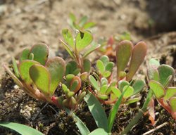 Purslane, Weed, Succulent Weed
Pixabay
