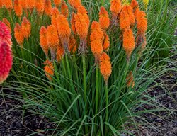 Pyromania Orange Blaze, Kniphofia, Red Hot Poker
Proven Winners
Sycamore, IL