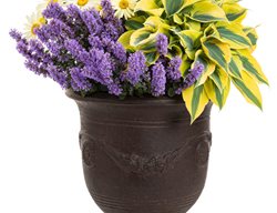 Queen Bee Combination, Plant Combination, Banana Cream Daisy
Proven Winners
Sycamore, IL