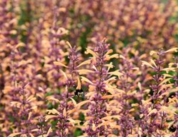 Queen Nectarine Agastache, Agastache Hybrid, Anise Hyssop
Proven Winners
Sycamore, IL