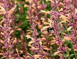 Queen Nectarine Agastache, Agastache Plant
Proven Winners
Sycamore, IL