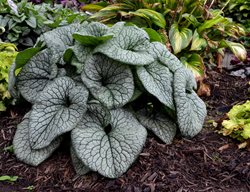 Queen Of Hearts Brunnera, Brunnera Macrophylla
Proven Winners
Sycamore, IL
