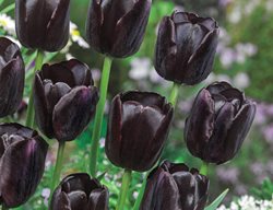 Queen Of Night Tulip, Maroon-Black Tulip
Breck's 
