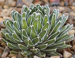  Queen Victoria Agave, Agave Victoriae Reginae
The Ruth Bancroft Garden
Walnut Creek, CA