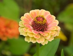 Queeny Lime Blush Zinnia
Garden Design
Calimesa, CA