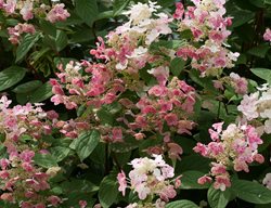 Quick Fire Hydrangea, Hydrangea Paniculata, Pink And White Flowers
Proven Winners
Sycamore, IL