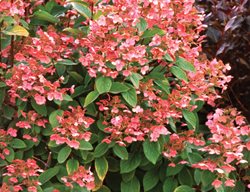 Quick Fire Hydrangea, Hydrangea Paniculata 
Proven Winners
Sycamore, IL