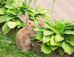 Rabbit And Hosta Plants
Shutterstock.com
New York, NY