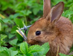 Rabbit In Garden, Strawberry Plant
Shutterstock.com
New York, NY
