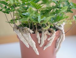 Rabbit's Foot Fern, Davallia Fejeensis
Shutterstock.com
New York, NY