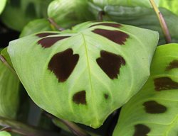 Rabbit Tracks Prayer Plant, Maranta Leuconeura Kerchoveana
Shutterstock.com
New York, NY