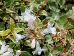 Radiance Abelia, White Flowering Shrub
Shutterstock.com
New York, NY