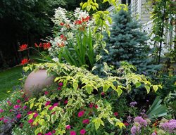 Radical Perennials
Garden Design
Calimesa, CA