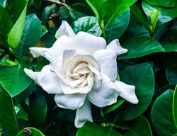 Radicans Gardenia, Dwarf Gardenia
Dreamstime
