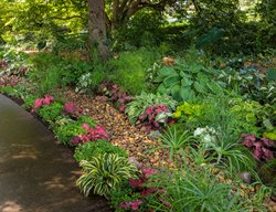 Rain Garden Planting, Rain Garden Design
Proven Winners
Sycamore, IL