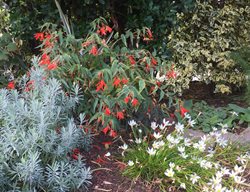 Rain Lilies And Begonia
Garden Design
Calimesa, CA