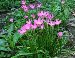 Rain Lily, Zephranthes, Pink Flowering Bulb Plant
Shutterstock.com
New York, NY