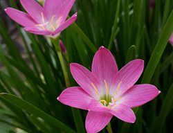 Rain Lily, Zephyranthes Rosea
Shutterstock.com
New York, NY