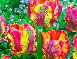 Rainbow Parrot Tulip, Multicolored Tulip
Breck's 
