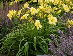 Rainbow Rhythm Daylily, Yellow Flower
Proven Winners
Sycamore, IL