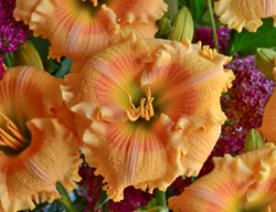 Rainbow Rhythm, Orange Smoothie, Daylily
Proven Winners
Sycamore, IL