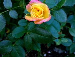 Rainbows End Miniature Rose, Yellow And Pink Rose, Mini Rose
Shutterstock.com
New York, NY