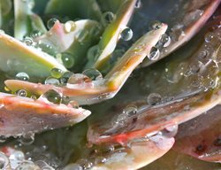 Raindrops, Echeveria
Debra Lee Baldwin
San Diego, CA