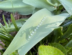 Raindrops On Tulip Leaves
Garden Design
Calimesa, CA