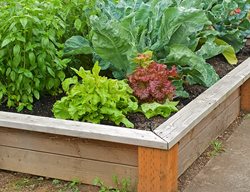 Raised Bed Garden, Growing Lettuce, Vegetable Garden
Garden Design
Calimesa, CA