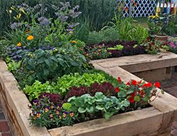 Raised Bed Vegetable Garden
Shutterstock.com
New York, NY