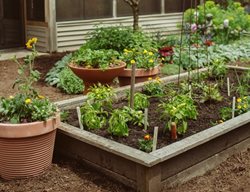 Raised Beg Garden, Vegetable Garden
Proven Winners
Sycamore, IL
