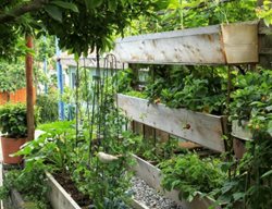 Raised Garden, Vertical Vegetable Garden
Garden Therapy
