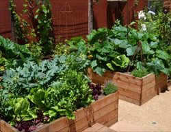 Raised Vegetablebeds 
Garden Design
Calimesa, CA