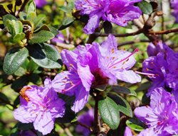 Ramapo Rhododendron, Rhododendron Hybrid
Shutterstock.com
New York, NY