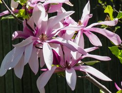 Randy Magnolia, Tree Conference
Chicago Botanic Garden
Glencoe, IL