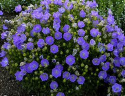 Rapido Blue Carpathian Bellflower, Campanula Carpatica, Blue Flowering Ground Cover
Proven Winners
Sycamore, IL